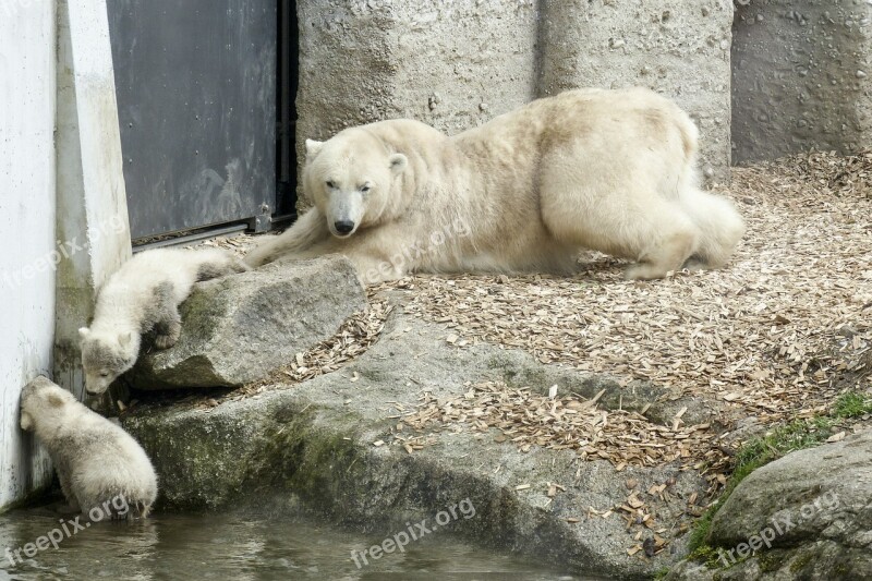 Polar Bear Female Cubs Animal Mammal