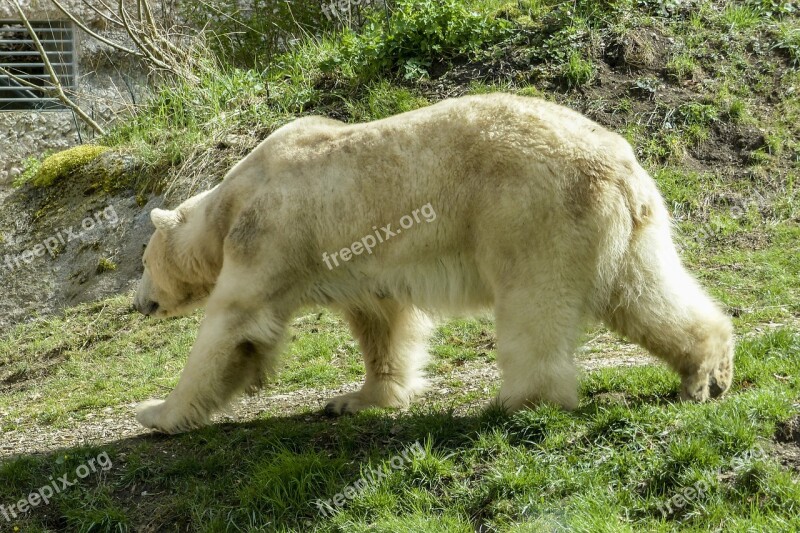 Polar Bear Female Animal Mammal Nature