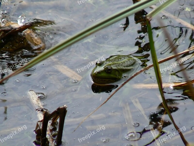 Lutry Lake The Frog Free Photos