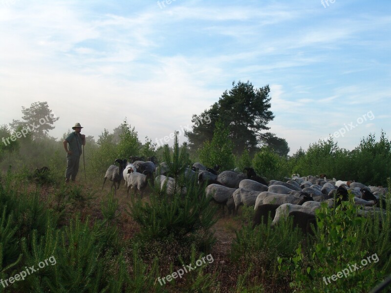 Schäfer Sheep Flock Nature Lüneburg Heath