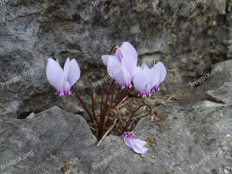 Cyclamen Plant Flowers Violet Free Photos