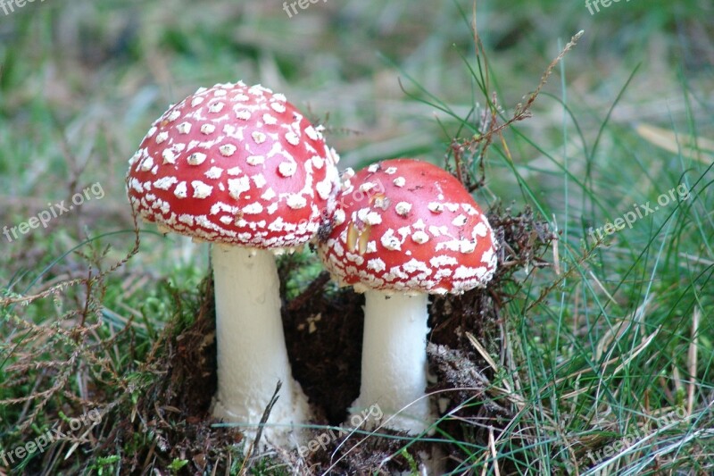 Nature Forest Mushrooms Fly Agaric Free Photos