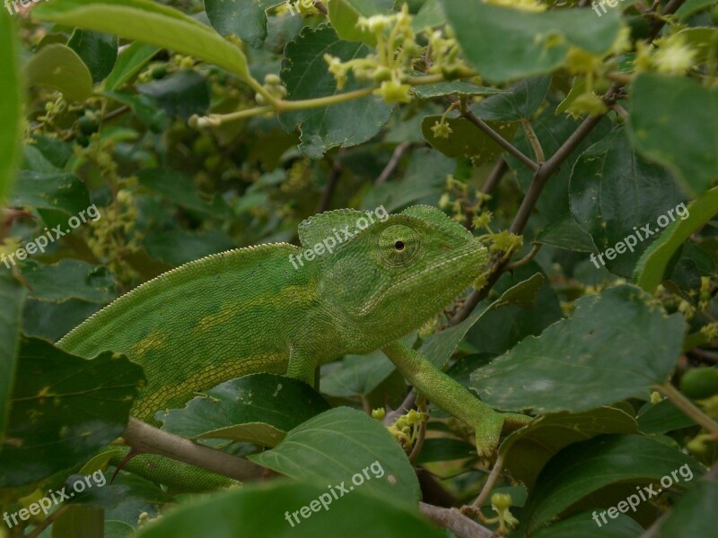 Chameleon Mimicry Green Free Photos