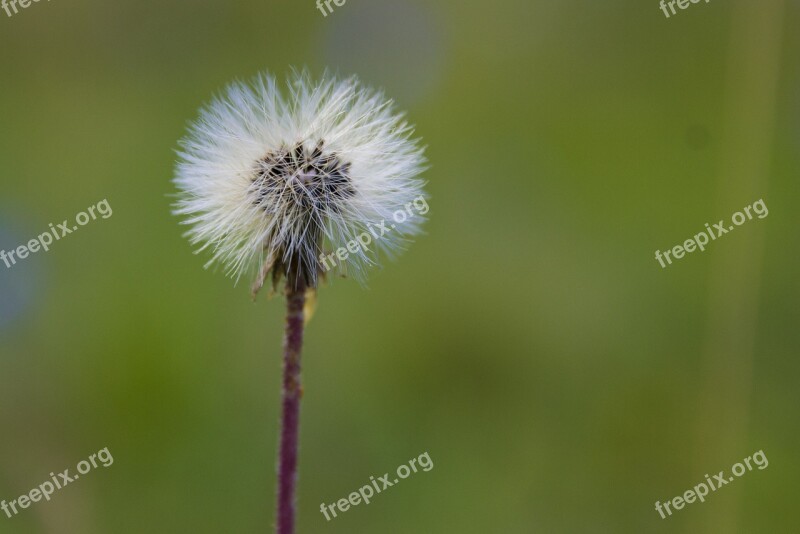 Dunboll Flower Nature Green Seedpod