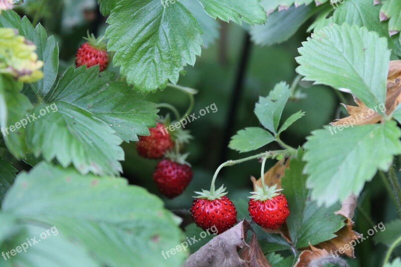 Wild Strawberry Strawberries Plant Fruit Red