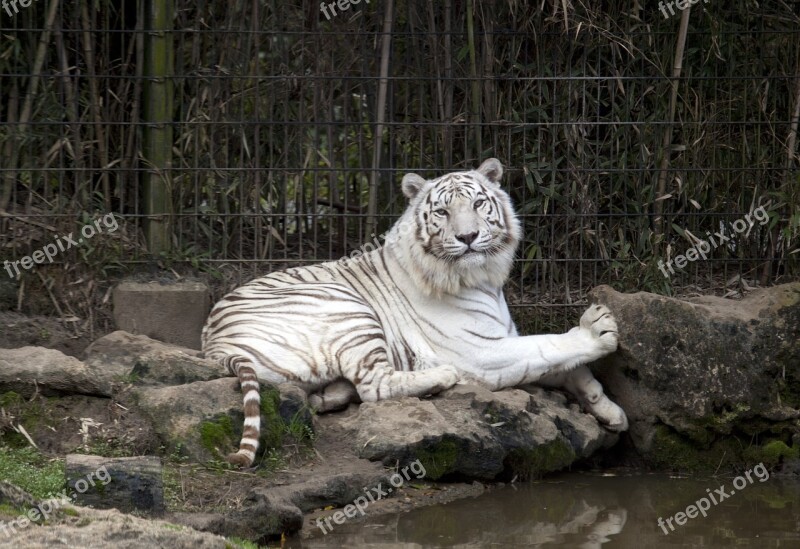 Tiger White Zoo Cat Wildlife