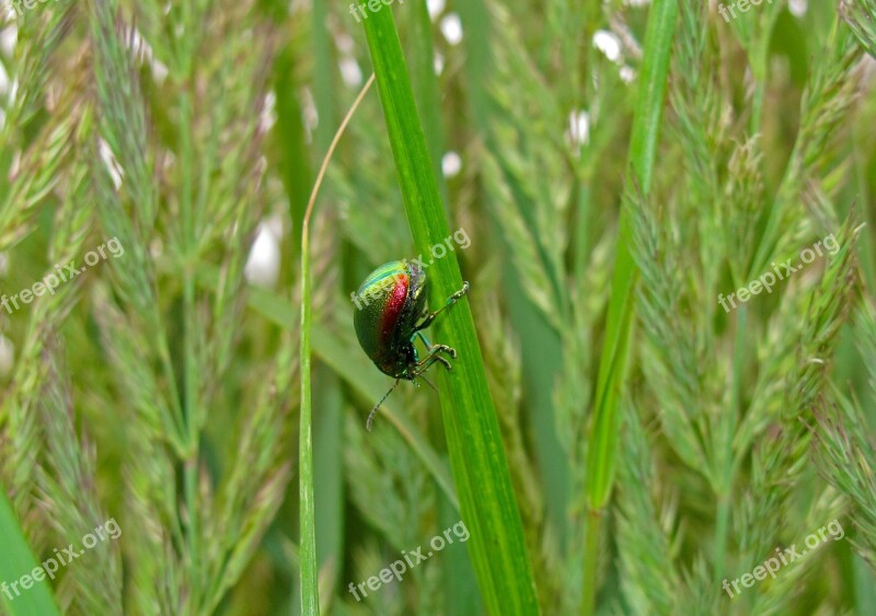 Dung Beetle Beetle Insect Nature Free Photos