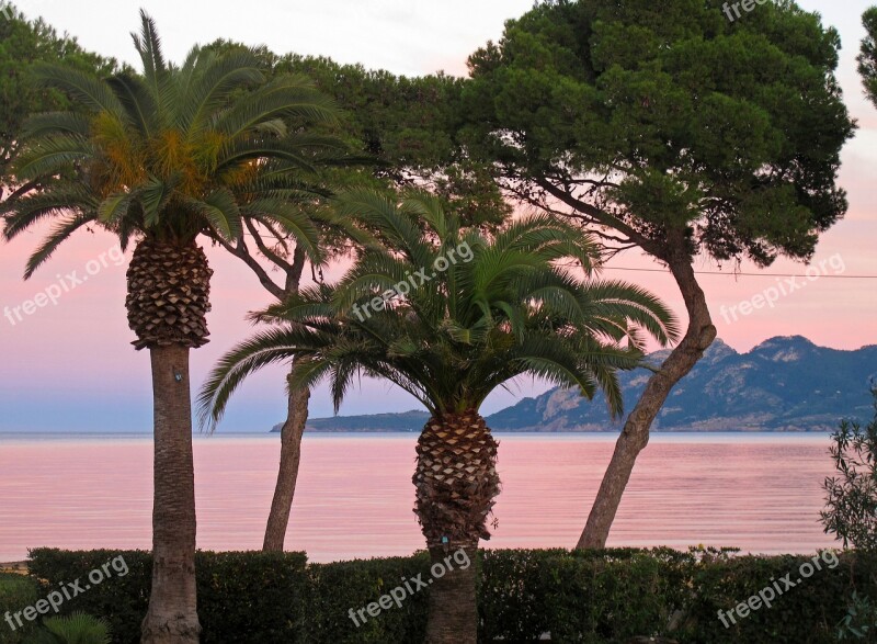 Mallorca Bay Palm Trees Abendstimmung Pollença