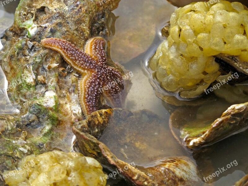 Starfish Sea North Sea Sea Animals Free Photos