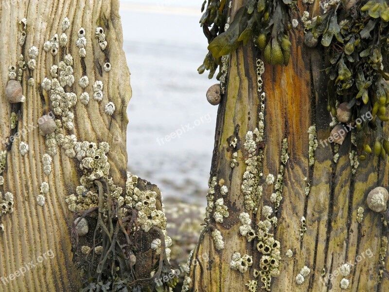 Groynes Sea Beach North Sea Barnacles