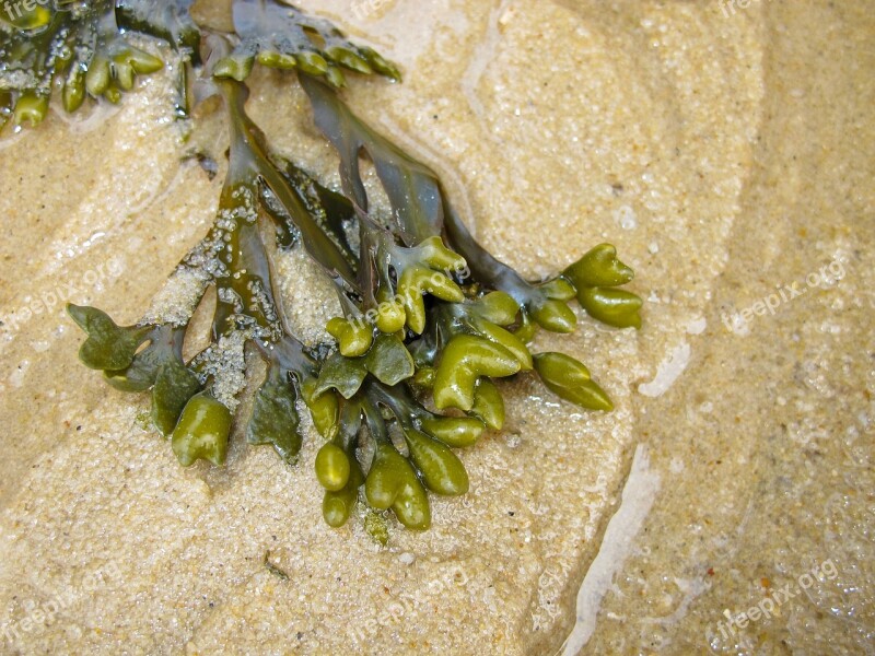 Seaweed Sea Beach Sand North Sea