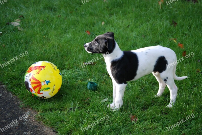 Lurcher Puppy Canine Dog Pet