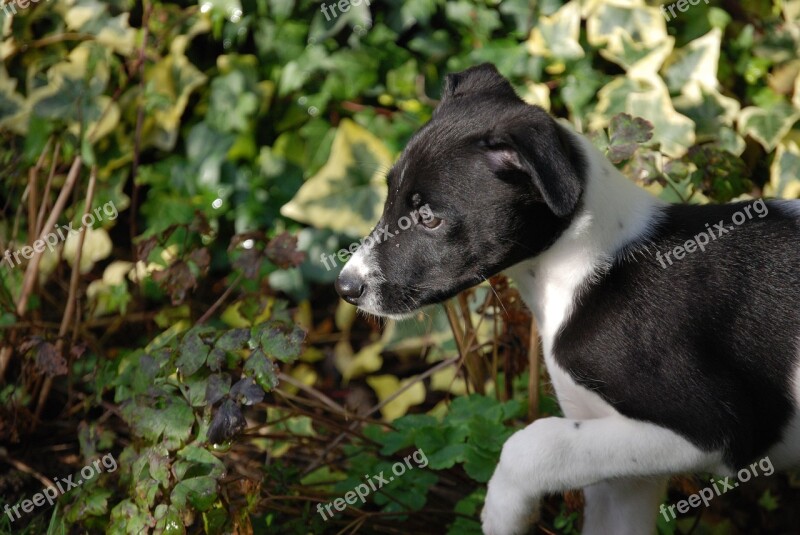 Lurcher Puppy Canine Dog Pet