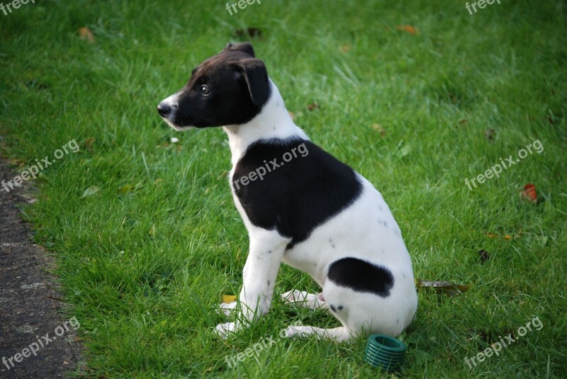 Lurcher Puppy Canine Dog Pet