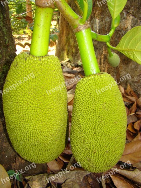 Jackfruit Fruit Green Food Kerala