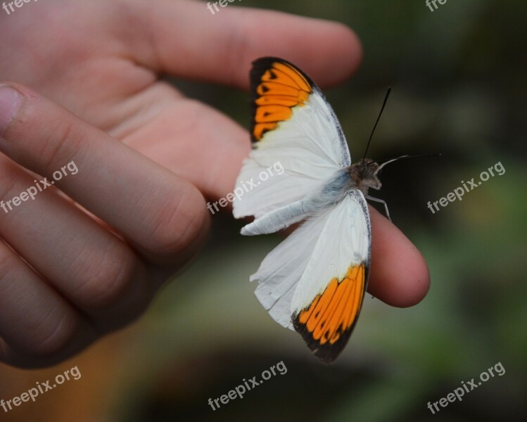 Spreading Wings Butterfly Wing Nature Insect