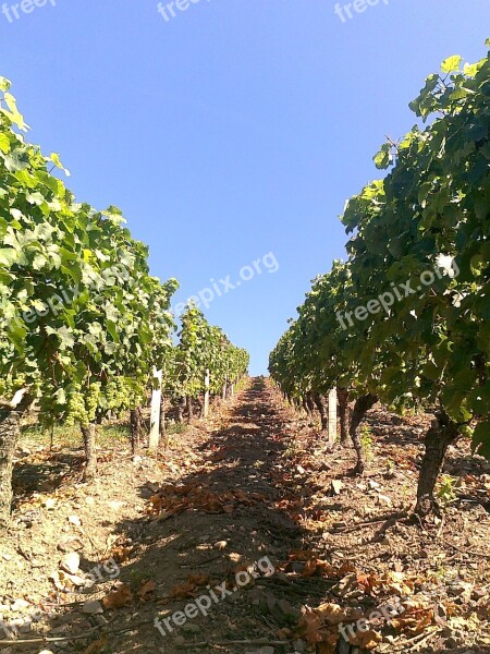 Vintage Bunch Of Grapes View Free Photos