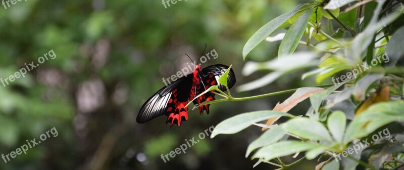 Butterfly Wing Nature Insect Red