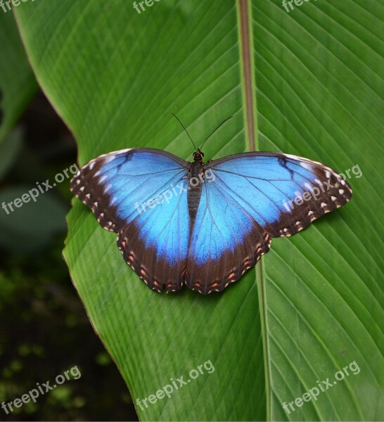 Butterfly Tropical Blue Bright Butterflies