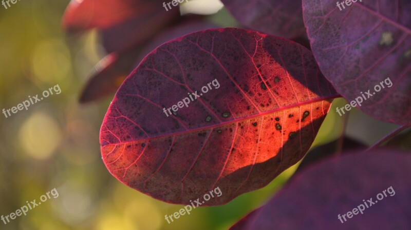 Leaves Violet Autumn Translucent Leaf