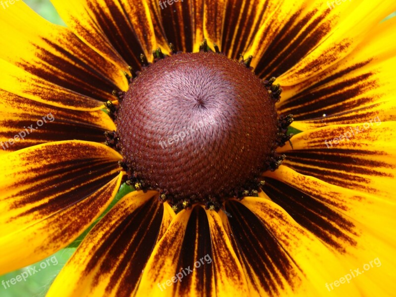 Rudbeckia Hirta Black Eyed Susan Flower Bloom