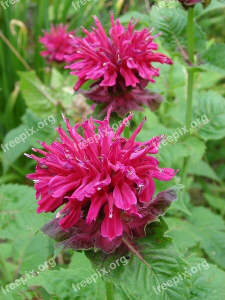 Pink Marshall's Delight Monarda Bee