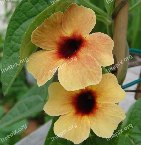 Spanish Eyes Thunbergia Flower Bloom Nature