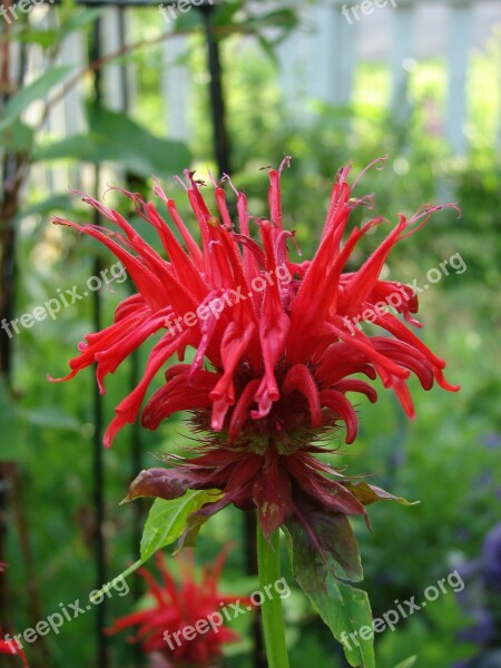 Jacob Cline Red Monarda Balm