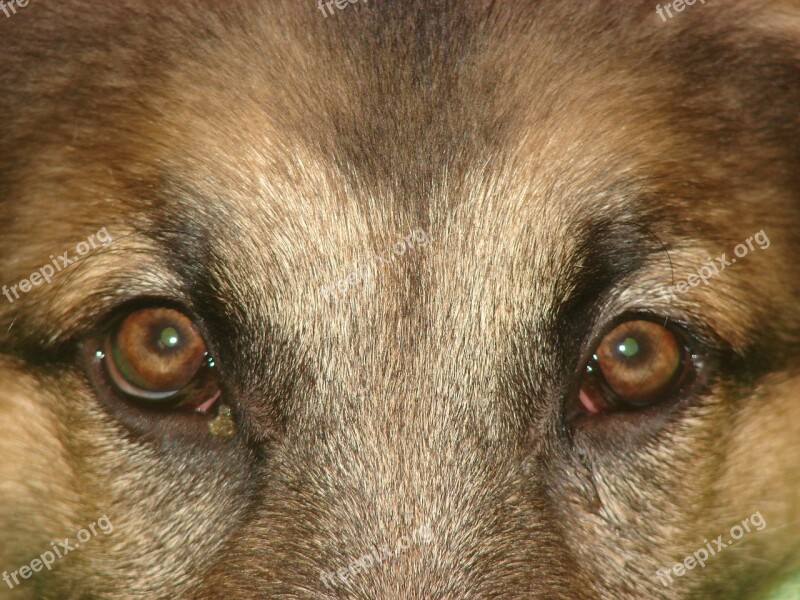 Dog Eyes German Shepherd Animal Pet