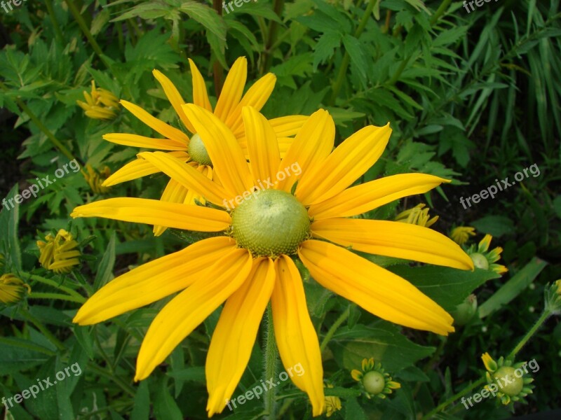 Rudbeckia Hirta Black Eyed Susan Flower Bloom