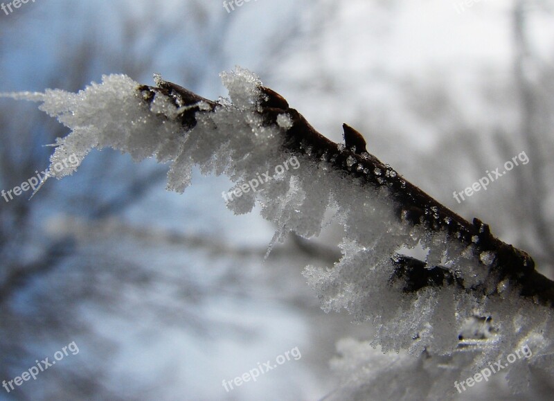 Ice Branch Cold Snow Winter