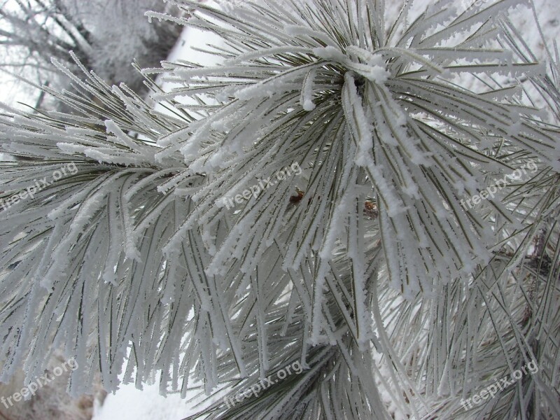 Winter Snow Pine Frost White