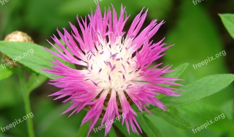 Basket Flower Flower Centaurea Pink Nature