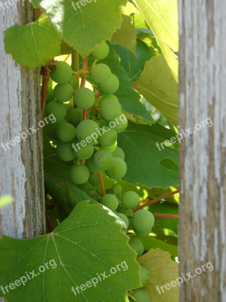 Grapes Ripe Green Food Fruit