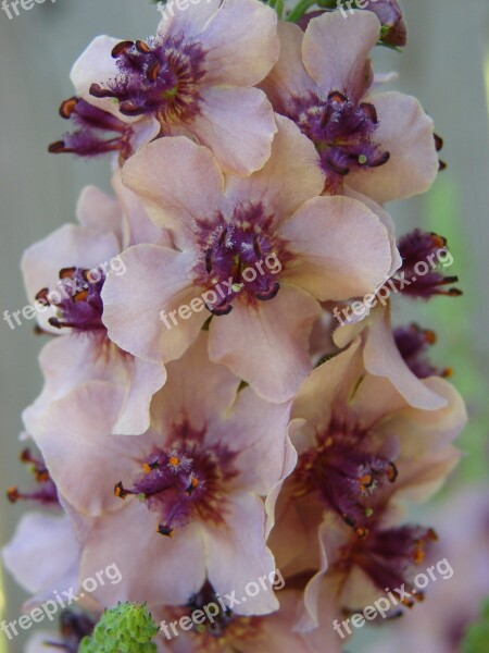 Flower Pink Verbascum Blossom Spring