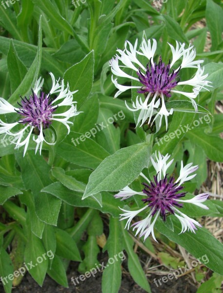 Mountain Bluet Flower Centaurea Nature Summer