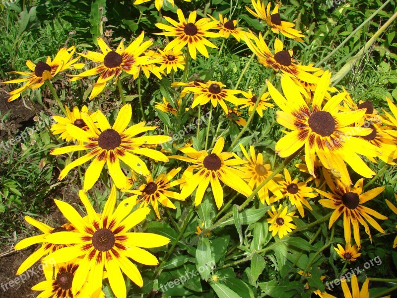 Rudbeckia Hirta Flower Yellow Susan