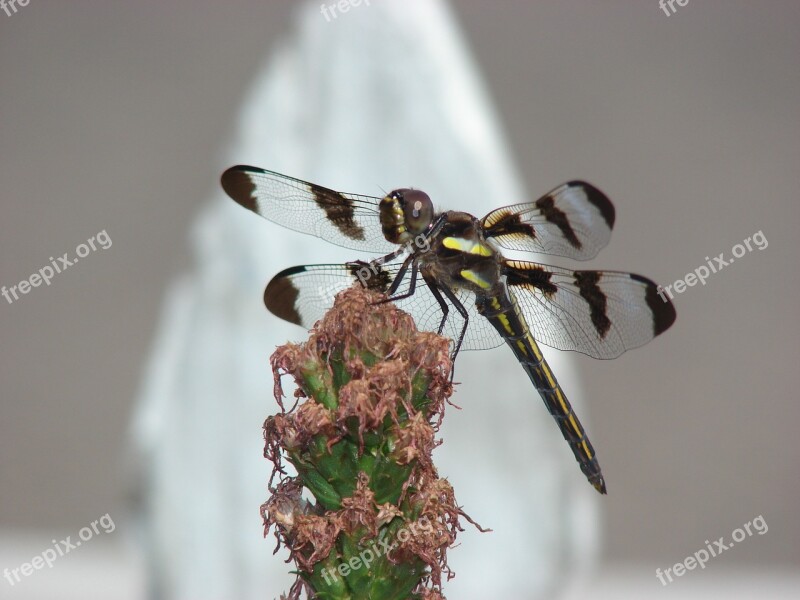 Dragonfly Wings Insect Nature Bug