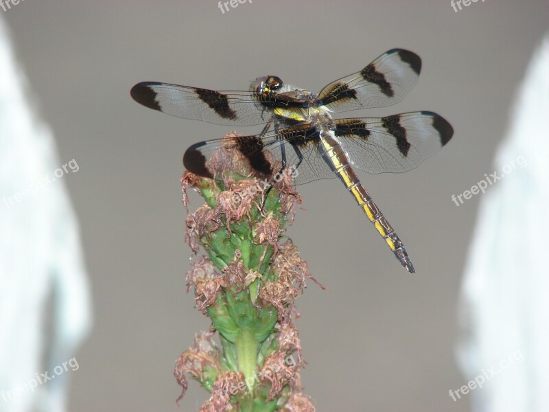 Dragonfly Wings Insect Nature Bug