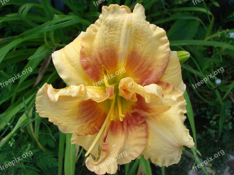 Daylily Hemerocalis Nature Flower Garden