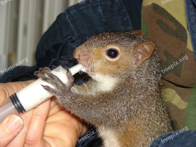 Squirrel Feeding Baby Nature Animal