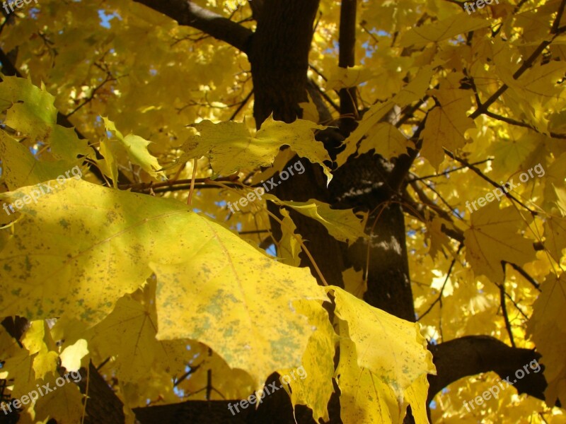 Maple Fall Autumn Leaves Color