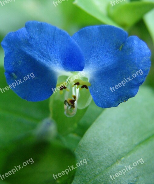 Commelina Communis Asiatic Dayflower Flower