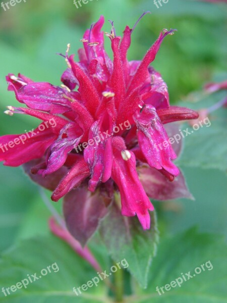 Monarda Didyima Bee Balm Flower