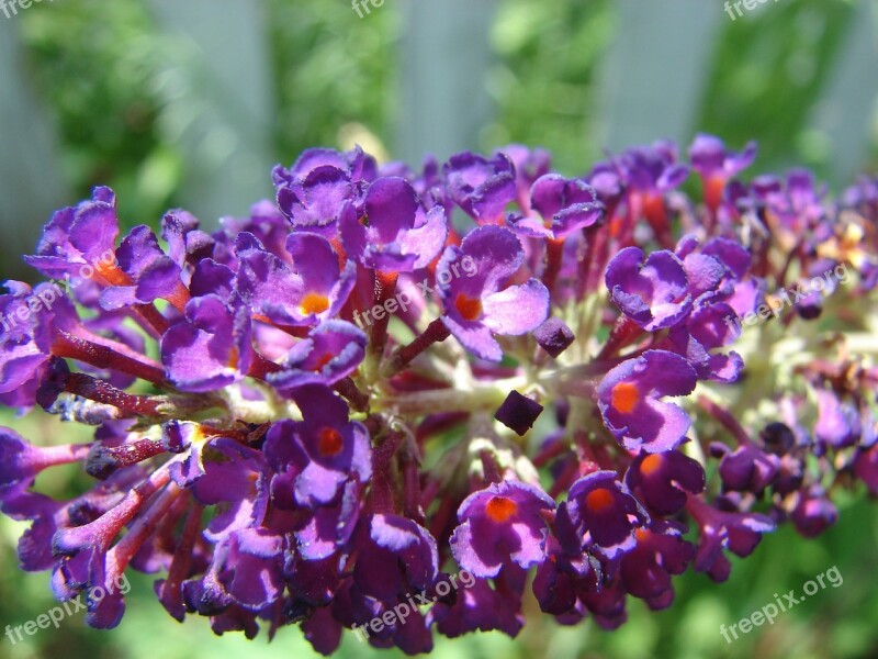 Butterfly Bush Buddleja Davidii Bloom Flower