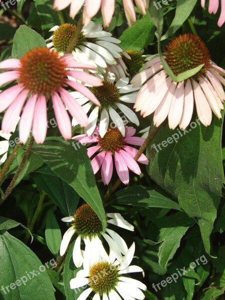 Coneflower Pink Bloom Flower Plant