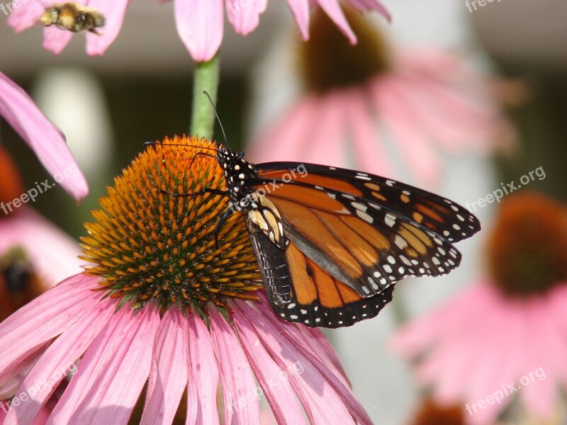 Butterfly Monarch Coneflower Pink Bloom