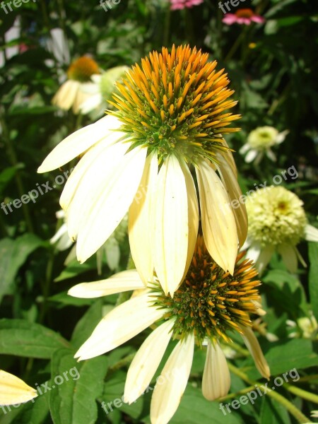 Coneflower Yellow Bloom Flower Plant