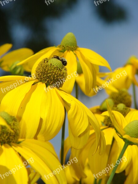 Rudbeckia Herbstonne Yellow Flower Bloom