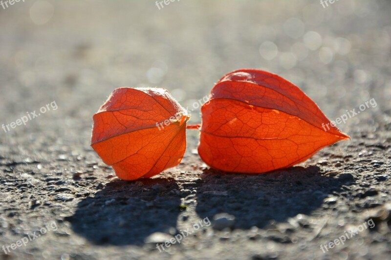 Physalis Lampionblume Physalis Alkekengi Pericarp Autumn